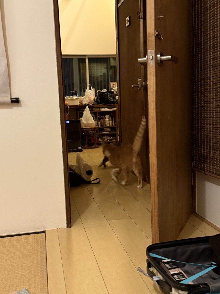dailynoty's tweet photo. 일본 다시 가서 이 숙소에 다시 머물고 싶다.. 두마리의 고양이와 다다미, 조용한 주변까지 맘에 들었는데.. https://t.co/aN8ulgZQjF