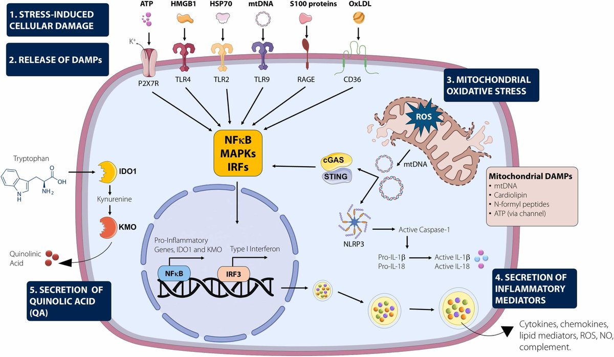 heniek_htw's tweet photo. Review: innate immune dysfunction and low-grade inflammation are implicated in bipolar disorder in a subset of patients. IL-6, TNF-α, CRP are consistently elevated, but causality remains unclear. No inflammatory biomarker is ready for clinical use.
https://t.co/mNeDTRP0qK https://t.co/g7FEEflpqh