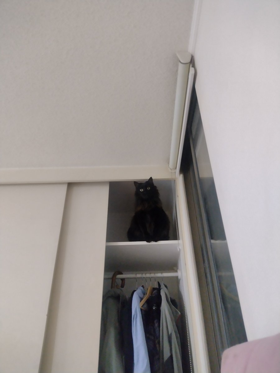 VandyFaFa's tweet photo. Un post para apreciar la belleza de mi gatita Luna.

Se aceptan fotos de otras panteritas.

(O de cualquier michi 🤭) https://t.co/nV3o1FpfJo