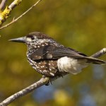 Photo by Steve T (@xbirder)