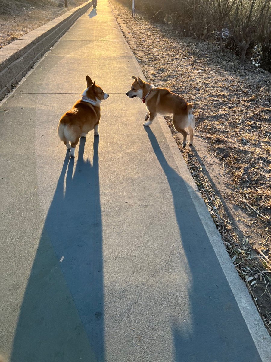 shunichi3535's tweet photo. [毫野傻兜]、今日も元気に満開だ！ 日差しが気持ちいい散歩道で、ちょっとだけ寄り道， https://t.co/8FDTJgoAOL