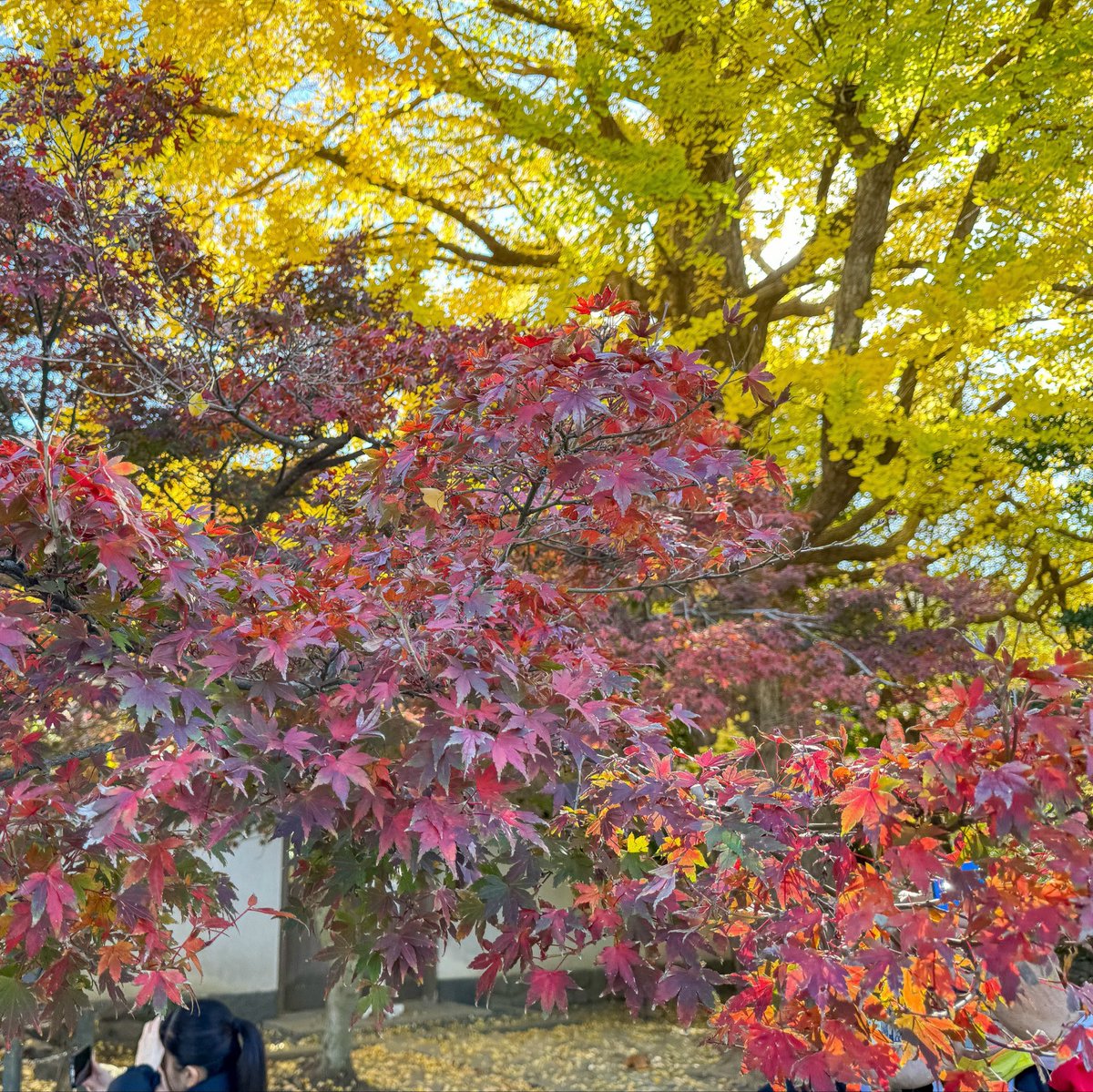 LucyMaster3's tweet photo. ใครมีแพลนมาเที่ยว Kamakura ช่วงใบไม้เปลี่ยนสี ลองแวะวัด Kotoku-in แล้วเดินไปหลังวัด ต้นแปะก๊วยสวยเหลืองแบบตะโกนมาก อันนี้ไม่ได้แต่งเลย

ผมมาตอนต้นเดือนธันวา ช่วงวันพ่อ ถ้าฟ้าใส จะตรงปกแบบนี้เลย แล้วบ่ายๆเย็นๆนั่งรถ Enoden ไปดู sunset แถวเกาะแมว คือโคตรสวย 🥰 https://t.co/VYNJQiu81I