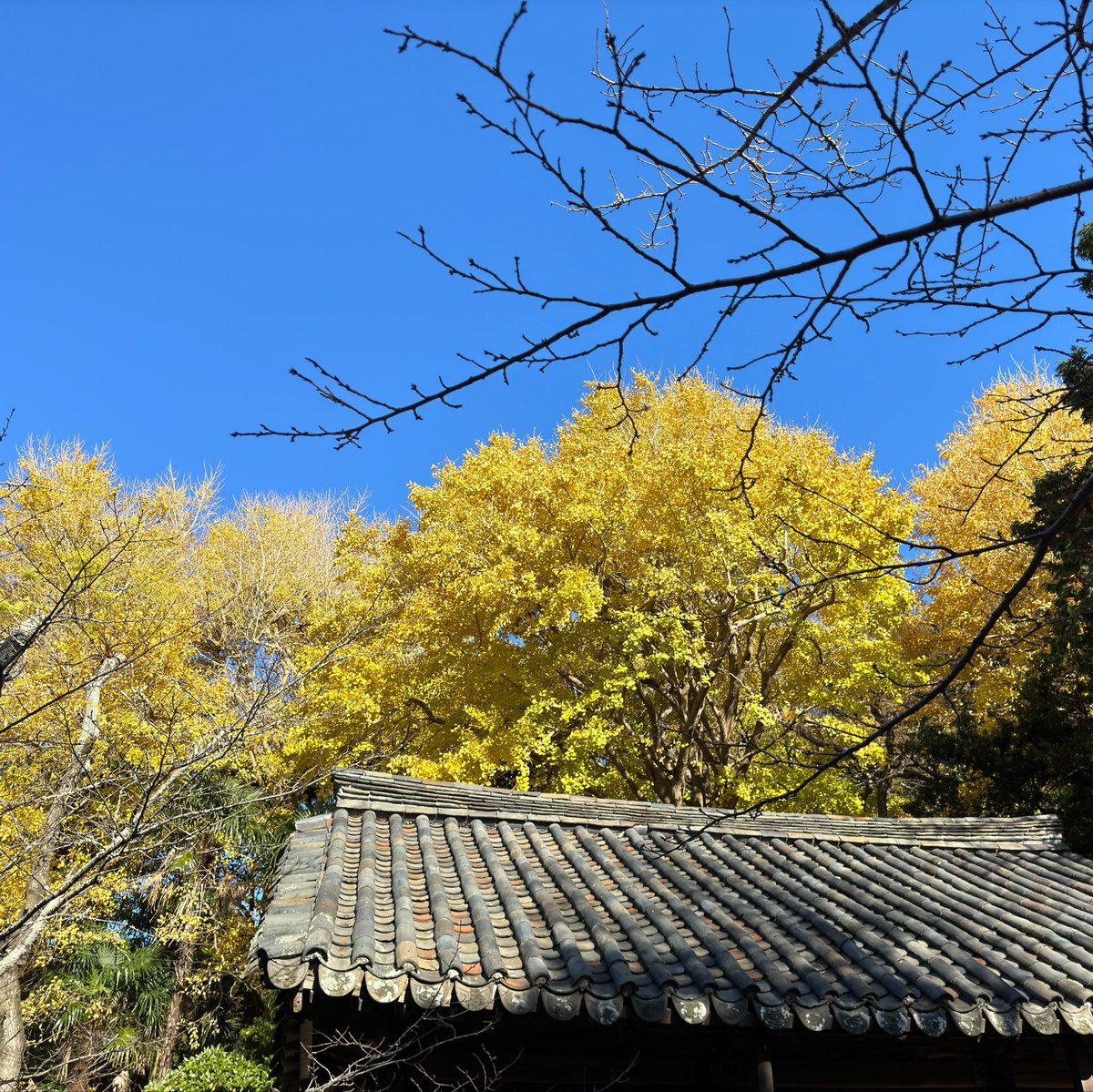 LucyMaster3's tweet photo. ใครมีแพลนมาเที่ยว Kamakura ช่วงใบไม้เปลี่ยนสี ลองแวะวัด Kotoku-in แล้วเดินไปหลังวัด ต้นแปะก๊วยสวยเหลืองแบบตะโกนมาก อันนี้ไม่ได้แต่งเลย

ผมมาตอนต้นเดือนธันวา ช่วงวันพ่อ ถ้าฟ้าใส จะตรงปกแบบนี้เลย แล้วบ่ายๆเย็นๆนั่งรถ Enoden ไปดู sunset แถวเกาะแมว คือโคตรสวย 🥰 https://t.co/VYNJQiu81I