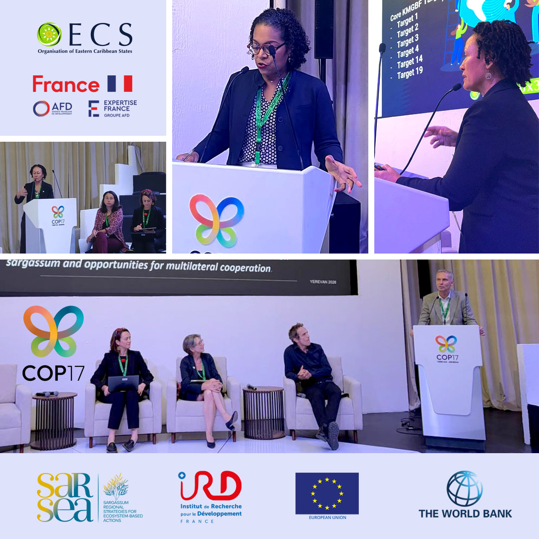 oecscommission's tweet photo. On Saturday, Oct. 24, @expertisefrance and @AFD_France alongside the @oecscommission participated in a high-level side event at COP17 in Yerevan, Armenia, titled “Scaling Regional Cooperation on Sargassum: From the Eastern Caribbean to the Atlantic Basin." 

@EUinBarbados https://t.co/e5OntkzugX