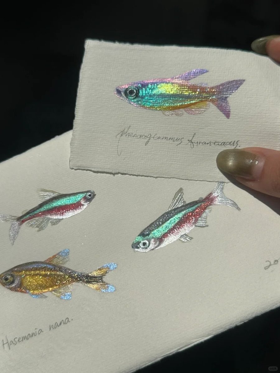 pmamtraveller's tweet photo. shimmering, iridescent scientific-style watercolor illustrations of various tropical aquarium fish, specifically species of tetras https://t.co/AII5465aiQ