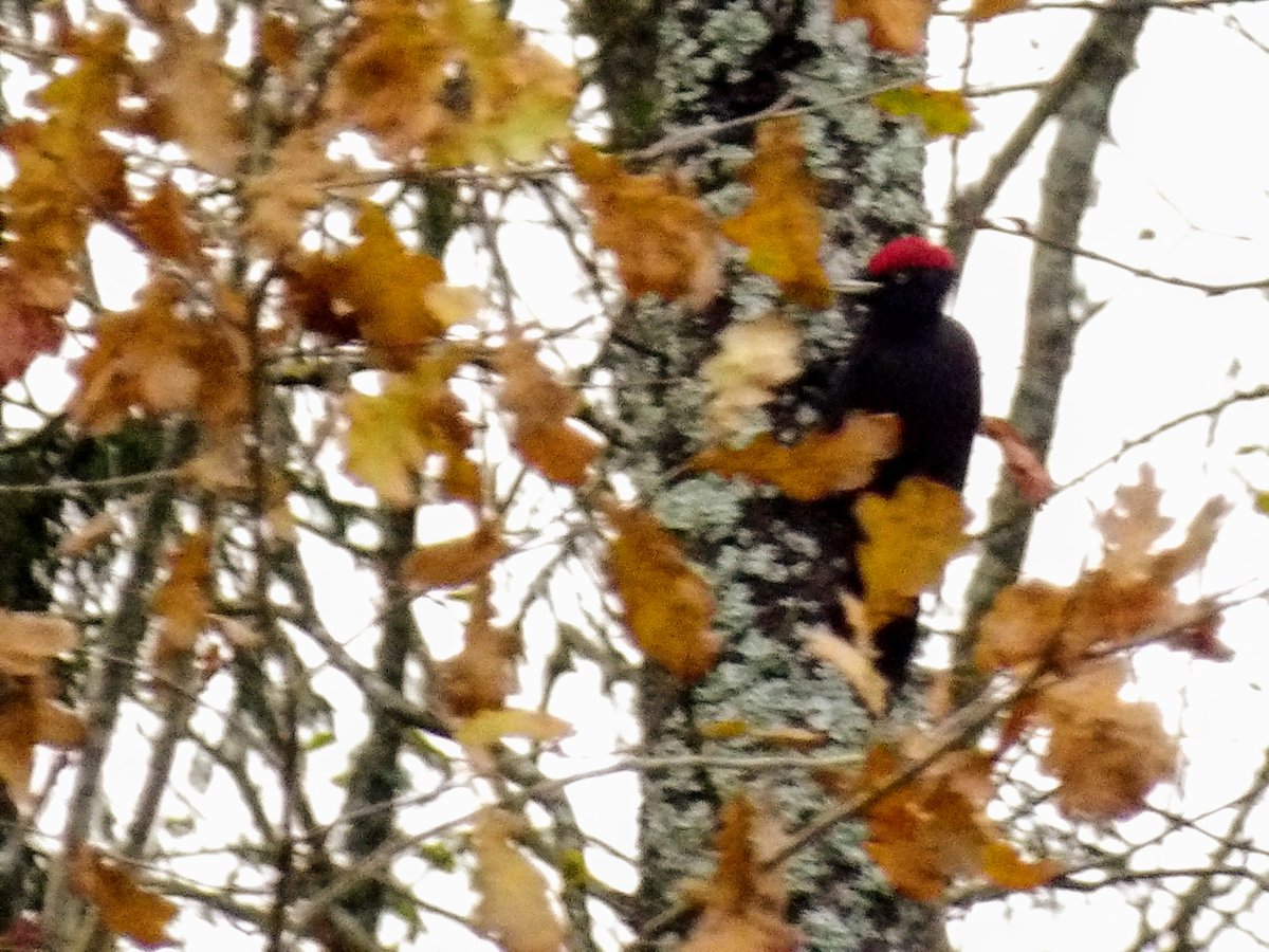 HPaluste's tweet photo. Dryocopus martius L.
#woodpeckers #Birds #BirdsOfX #naturfotografie https://t.co/hm3k9w9mgT