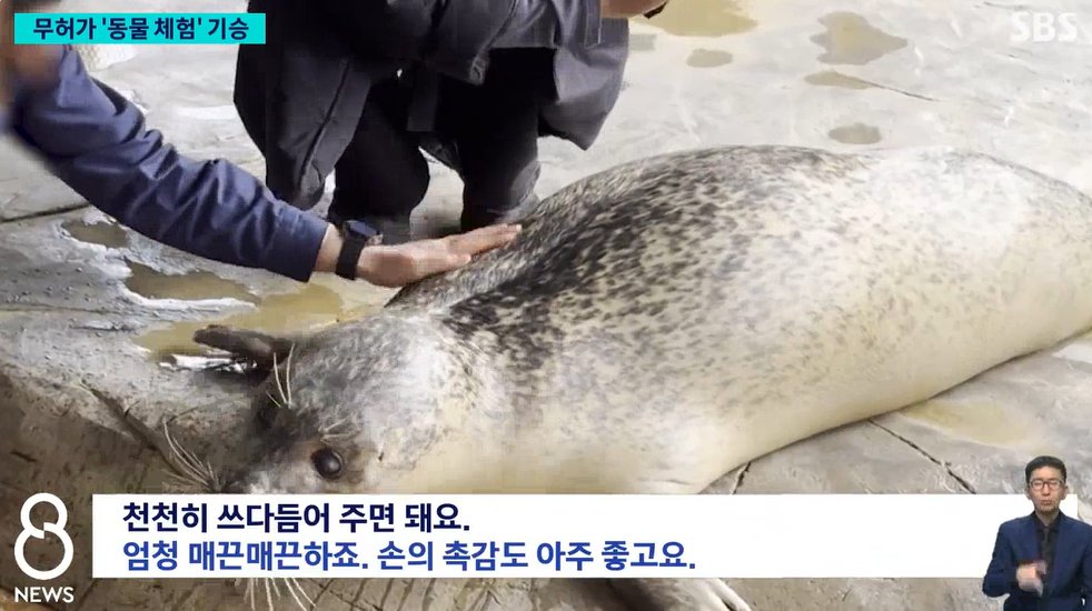 aniko_welfare's tweet photo. "(동물원에서 동물을 만지고 먹이까지 주는 체험은) 사전에 계획서를 내고 승인을 받은 동물원만 가능합니다. 이런 체험 동물원 22곳을 골라 조사했더니, 모든 곳에서 위반 사항이 적발됐습니다."(뉴스보기: https://t.co/BZhtHTKkBm) https://t.co/hC7Qg7SHta