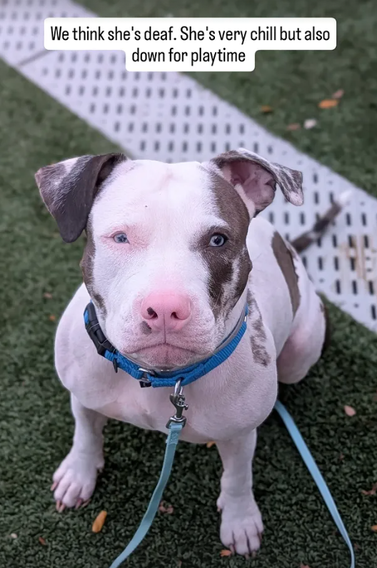 TAV4NYCACCDogs's tweet photo. We are thinking Zinnia is Deaf or at the very least hearing impaired 
#DeafDogsRock 

Let's get her home https://t.co/ipQIyr7IJZ