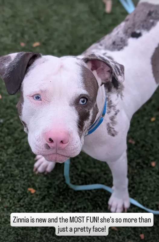 TAV4NYCACCDogs's tweet photo. We are thinking Zinnia is Deaf or at the very least hearing impaired 
#DeafDogsRock 

Let's get her home https://t.co/ipQIyr7IJZ