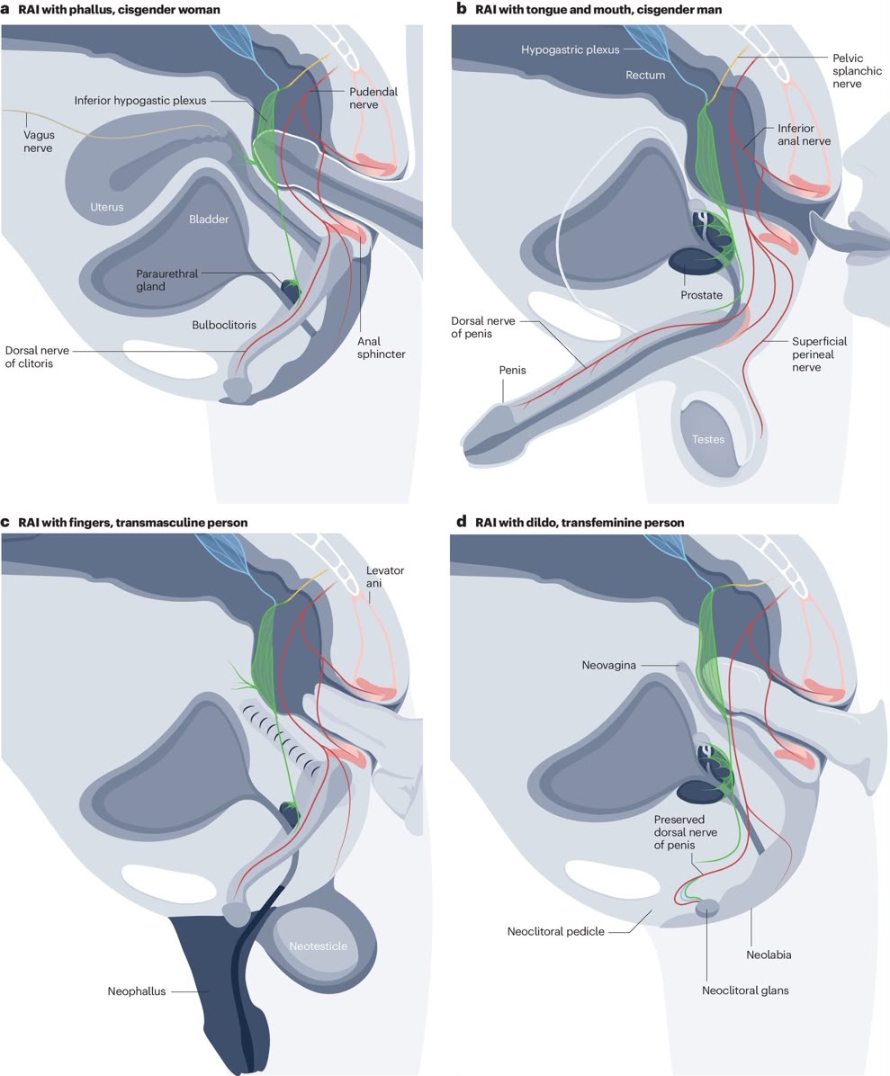 GoldWisdomh's tweet photo. ANAL S*X: PLEASURABLE OR PROBLEMATIC?

The anatomy reveals 8 important truths most people never learn.

A science-backed thread on benefits, risks, nerves, and s*xual health.

1/8. THE ANATOMY BEHIND PLEASURE https://t.co/hGTGniztV6