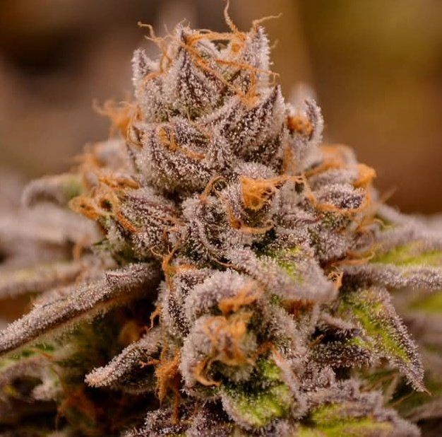 JINXPROOF230570's tweet photo. "9LB HAMMER "
 JINXPROOF GENETICS 
https://t.co/H0BVbdsKSE https://t.co/UAVe4tWFkp