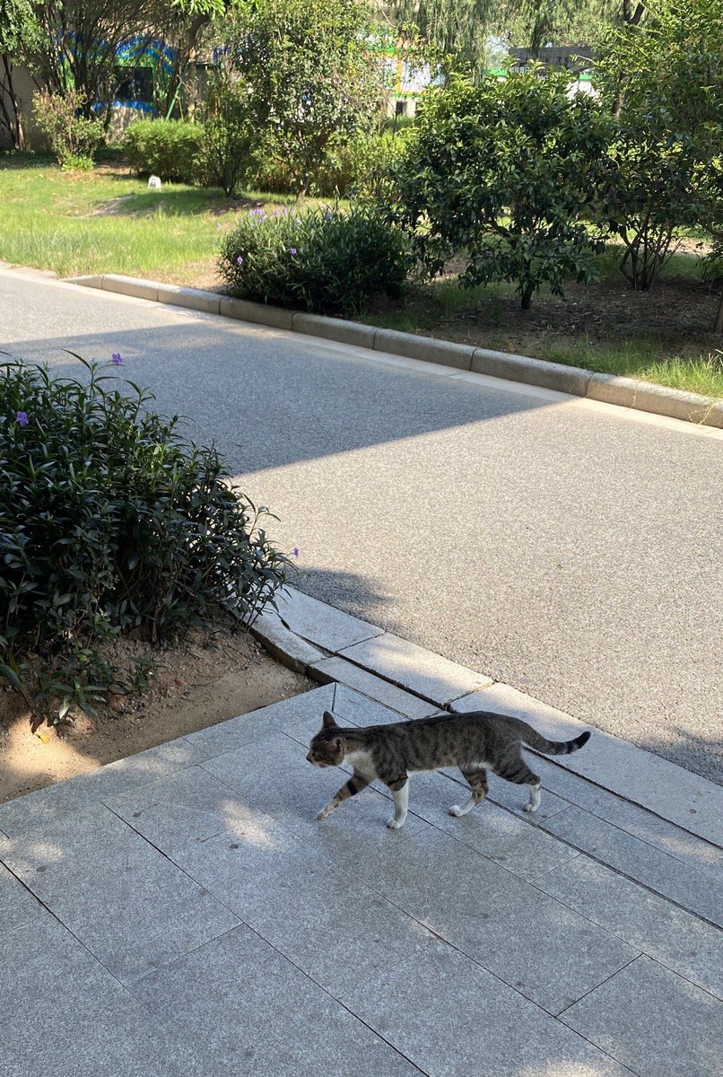 l1jzwA's tweet photo. [源]を探して散歩中、[邻]人の猫が[细]い道ですり寄ってきた。今日の小さな幸せ https://t.co/v8rGRfOtiE