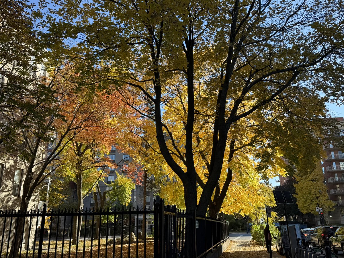 b1mbo_bagg1ns's tweet photo. I love u montreal… morning walk to get a coffee in eden https://t.co/kMG1FniWff