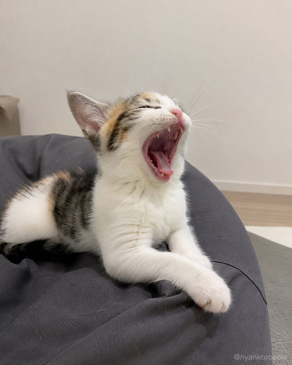 nyankorooow's tweet photo. さっきまで寝てたやつが、サビだけ全部持っていった。 https://t.co/bvXmcoZQ5s