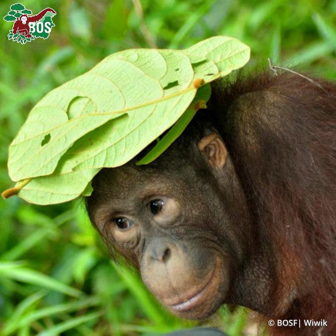 BOSUSA2's tweet photo. Which is your favorite hat moment in this gallery of forest fashion? 👒 Please tell us below! 👇 https://t.co/ONwCk2V841