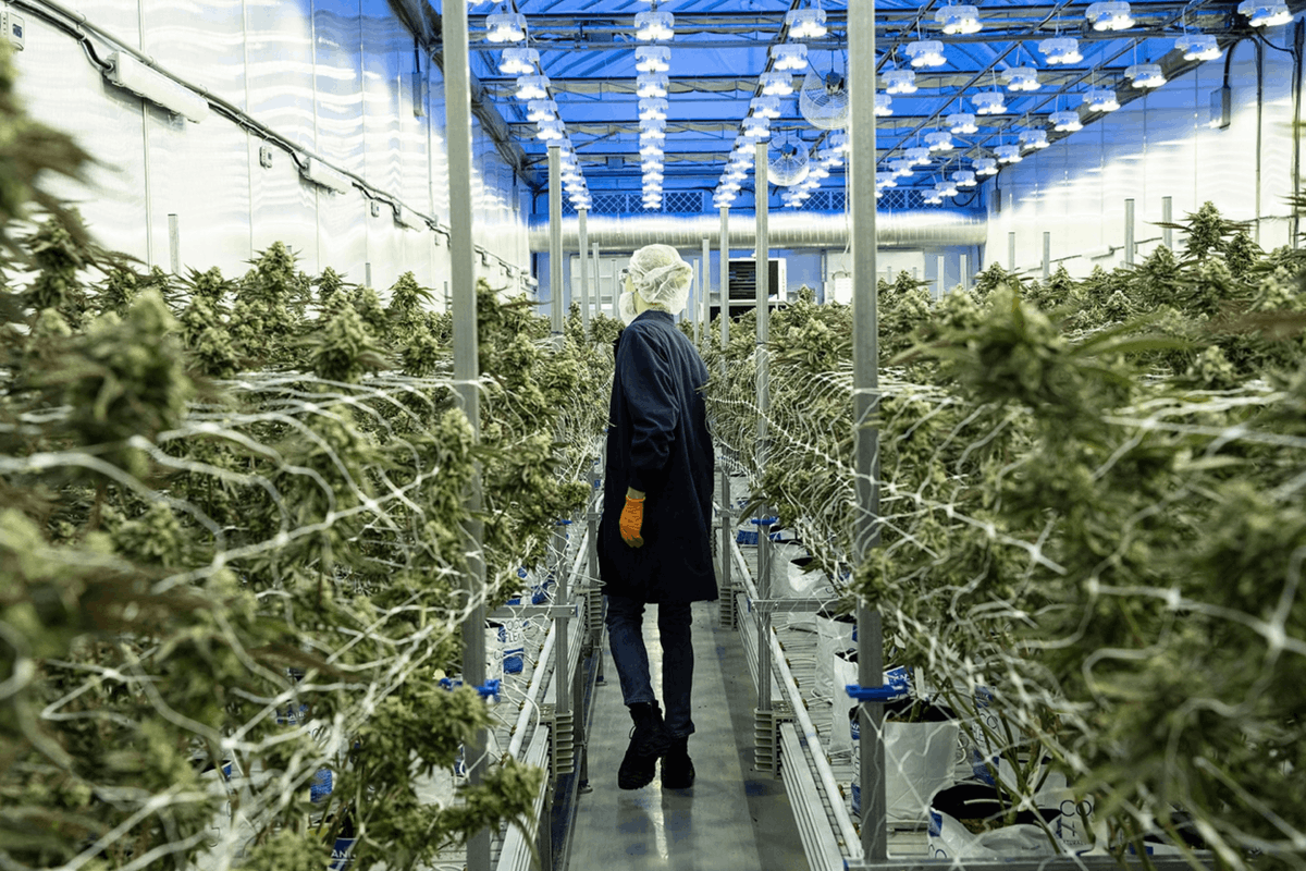 Organigram_Inc's tweet photo. Canada built a global advantage that most Canadians don't know we have.

We're the world's largest exporter of medical cannabis, supplying roughly half of Germany's medical cannabis imports. That lead took nearly a decade to build. Other countries are now closing the gap.

In Maclean's, our CEO James Yamanaka argues the bigger risk isn't overseas. It's a policy framework still built for the market Canada had in 2018.

"Canada has built a global advantage in cannabis. Now we need public policy that helps us keep it."

Read the full article.

https://t.co/QdsylwBJvW

#CanadianTrade #Exports #CdnPoli