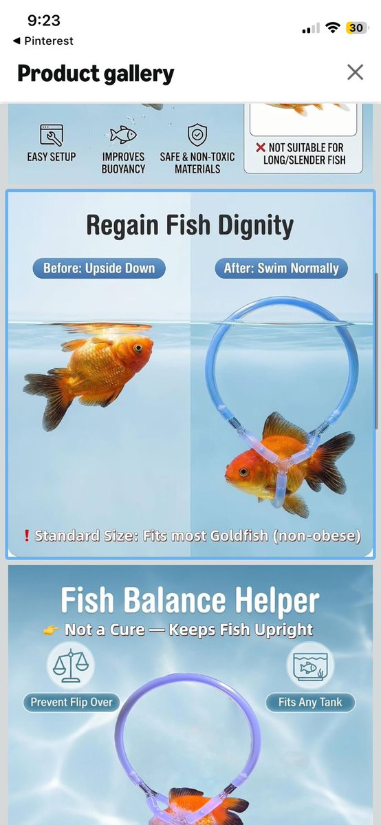 crabbogh's tweet photo. restore your gold fish dignity https://t.co/FFa4nh8jbg