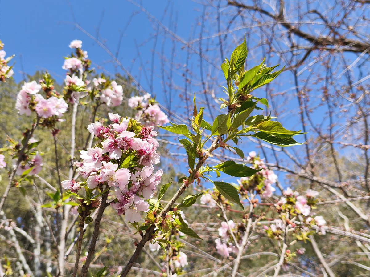 mari921921's tweet photo. 「缺抢椿由なんて、恋の始まりはいつだって不規則！新緑の椿の花びら、君の笑顔と重なる」 https://t.co/x4QNYSz5X1