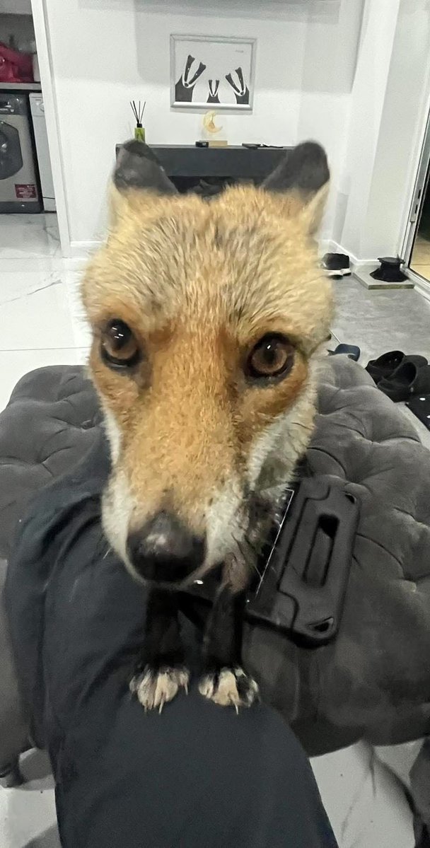 ProtoVeles's tweet photo. stares at you https://t.co/SJLgCWiY8N