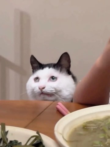 NoCatsNoLife_m's tweet photo. Cat looks absolutely disappointed in Mom for refusing to share her food. 😂 https://t.co/KGJZwMhUg6