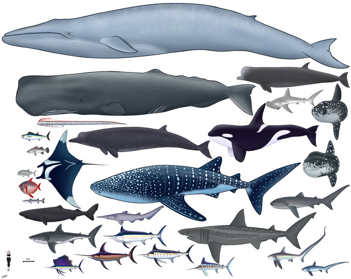 rachman_erza's tweet photo. Just finished the first draft of this.

Size comparison of some of the marine megafauna i've ever drawn. I'll give the list of their respective size and name later https://t.co/nK5wl3ShkL