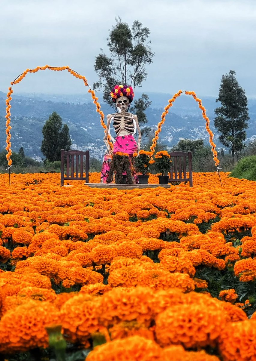 hectorvelazhv's tweet photo. El cempasúchil comienza a llenar de color a México. ¡Una de mis tradiciones favoritas del año! 🧡 https://t.co/QE3SH05uBJ