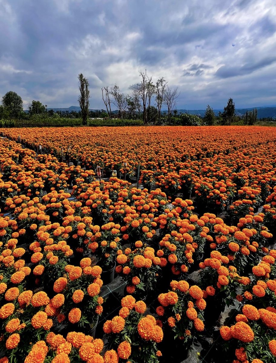 hectorvelazhv's tweet photo. El cempasúchil comienza a llenar de color a México. ¡Una de mis tradiciones favoritas del año! 🧡 https://t.co/QE3SH05uBJ