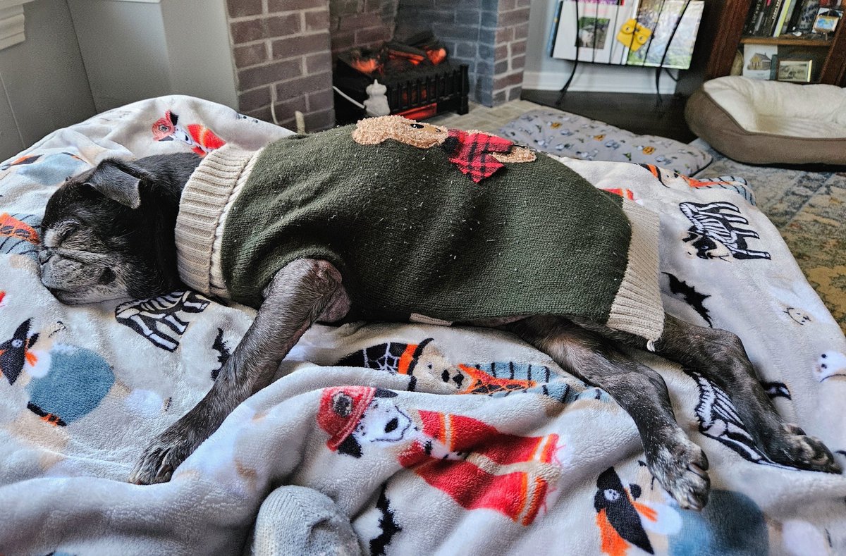 MisterPemberto1's tweet photo. Weekend hangover 🥴🥴 #MondayVibes #MondayMotivation #puglife #pugs #pugsoftwitter #dogsoftwitter #dogsofx #tripawd #seniordogs #seniorpugs #mainedogs #mainelife https://t.co/bLzVSN8qkb