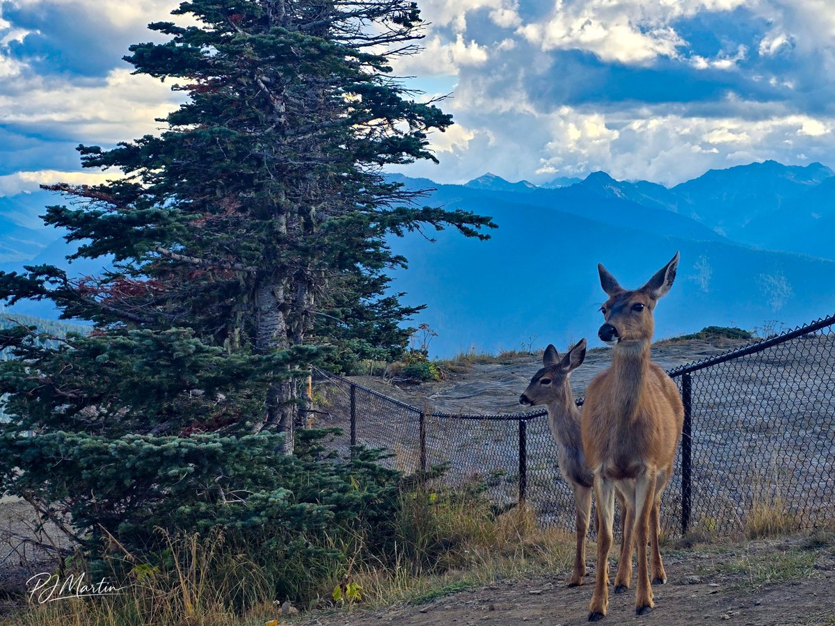 Ruston888's tweet photo. Let's see your DEER photos

#deer #photograghy https://t.co/FSxhkIYtwQ