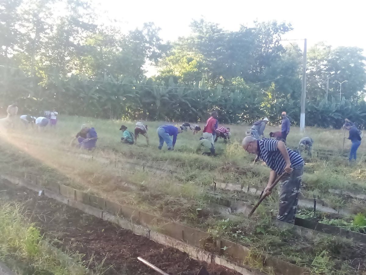 YuniaCTCPinar's tweet photo. Como parte de las acciones del Movimiento Político #MíBarrioPorLaPatria, se movilizan los trabajadores de #PinarDelRio para labores productivas en organopónicos para potenciar la producción de alimentos.
#CubaEsAmor. https://t.co/SluAQLJdjV