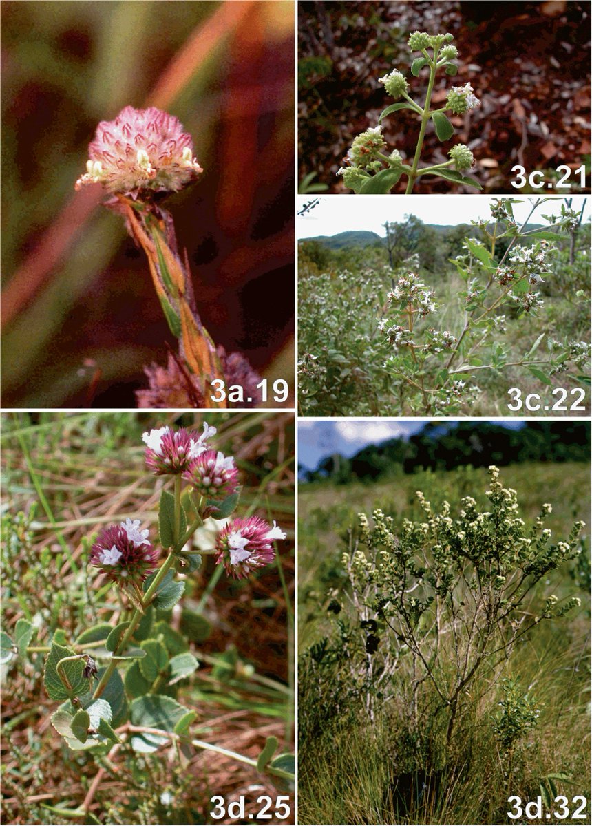 manuelujan's tweet photo. Huge paper published in Kew Bulletin! ✨ A major revision by Ray M. Harley &amp; José Floriano B. Pastore of 121 species of Hyptis, a genus in the mint family occurring in #Brazil 🇧🇷backed by 50+ years of fieldwork &amp; studies across 80+ herbaria #OpenAccess https://t.co/2eXJySgwtY https://t.co/dl53Ymslkh