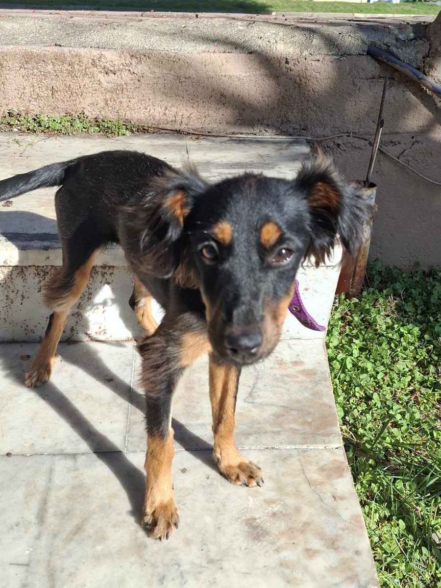 zllktlr's tweet photo. "Antalya yuva 0541 545 28 38
Adı Biber. 4kg. Kısır. Dişi. Irkı papillon. Çipi pasaportu var. Aşıları ve parazit ilaçları yapıldı. 1 yaşında  https://t.co/bPkLMhxpjQ https://t.co/dtTJm62YJr