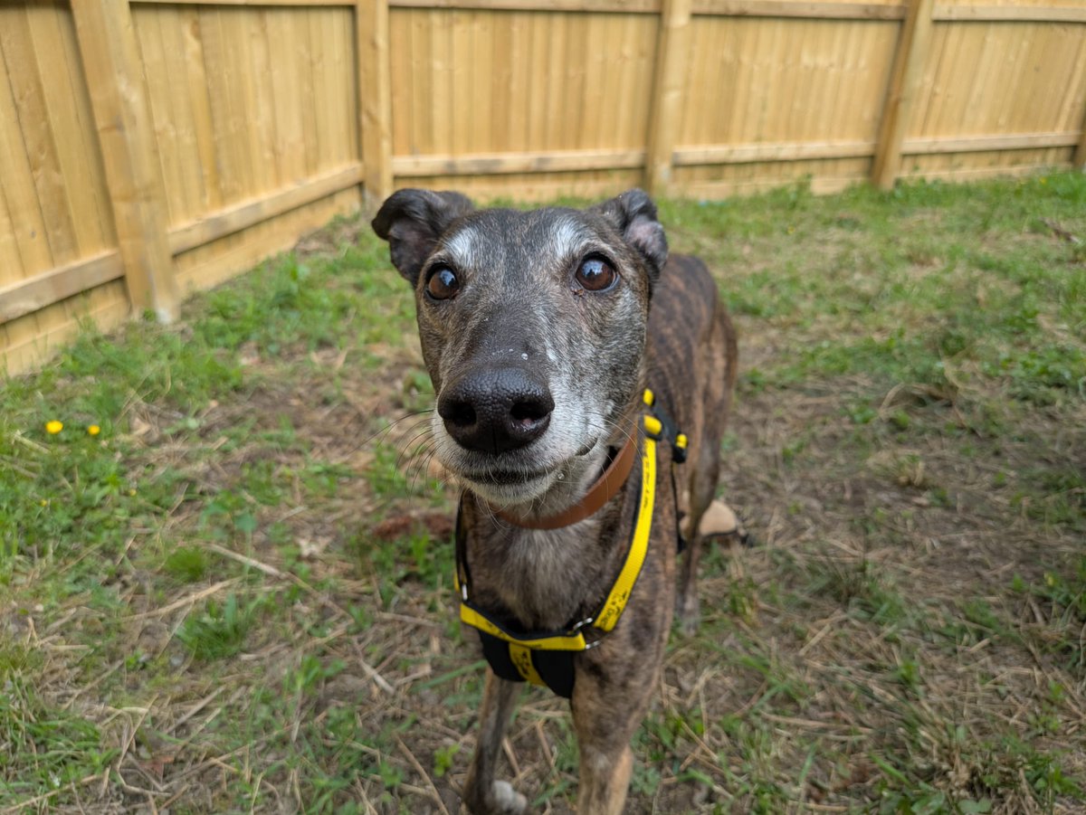 DT_WestCalder's tweet photo. Gorgeous girl Lasagne Longlegs 💛

Lasagne is a sweet affectionate greyhound who adores a fuss and snuggling up with her favourite people! 

Check out Lasagne's profile here: https://t.co/0sic6tClzI
#AdoptDontShop
#ADogIsForLife
@DogsTrust https://t.co/LJ0RaYIyfE