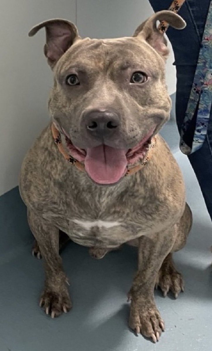 MoishesMom's tweet photo. NYCACC killed Rex this morning 💔😭this beautiful blonde brindle two year old boy lost his life because of housing issues and then was surrendered to the pound…he only had this one pic and no videos, always foretelling of their intent….

You were such a healthy adoptable beautiful boy who deserved a good life…but they stole your shine ✨ 

I’m so sorry sweetheart….

Run free 🌌 🌈 beautiful Rex….