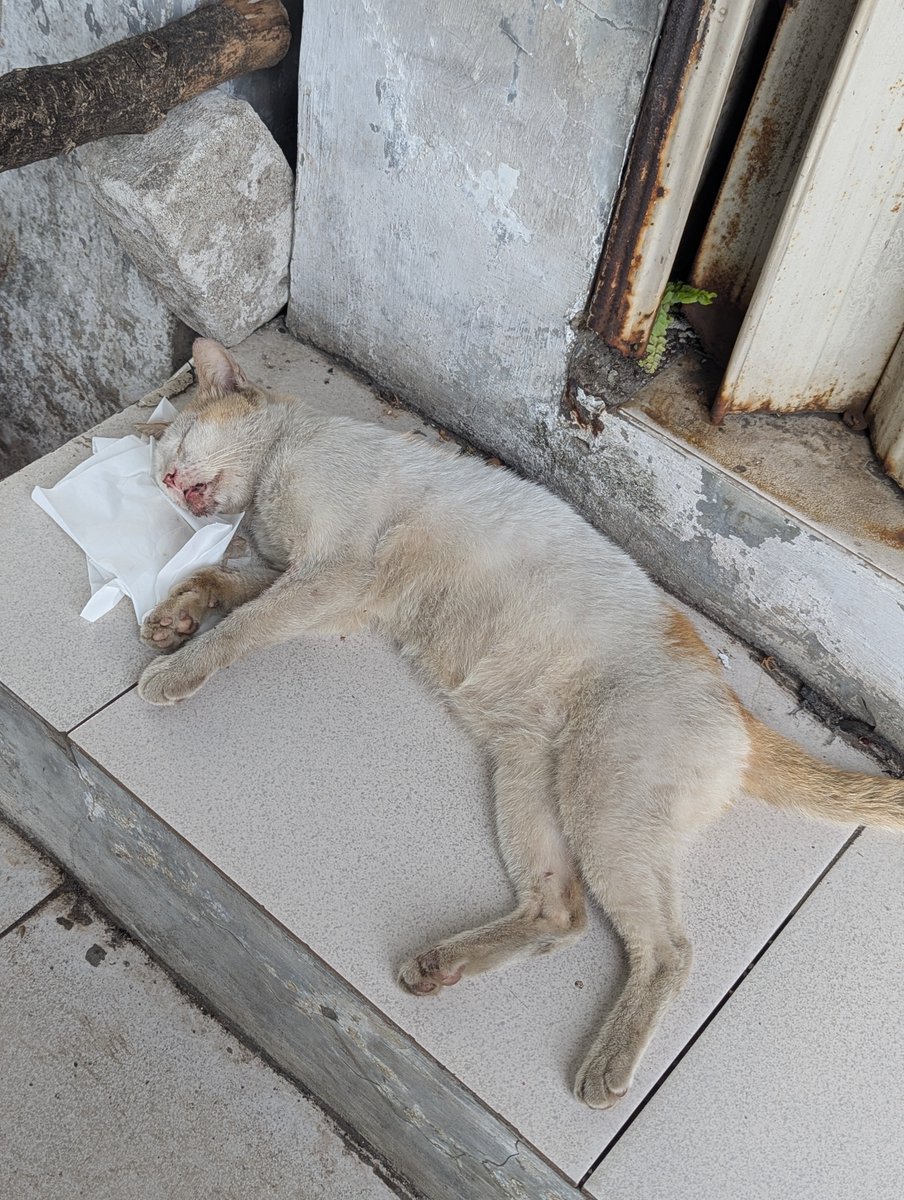 spideurz's tweet photo. TWITTER PLEASE DO YOUR MAGIC 

HELP RT 

temen temen adakah yang di daerah Lenteng agung dan bisa bantu kucing ini, posisi di depan stasiun Lenteng agung, kucing ini ketabrak kemarin dan sampe malem ini masih disini belum ada yang tolong https://t.co/jCxjtkNRvN