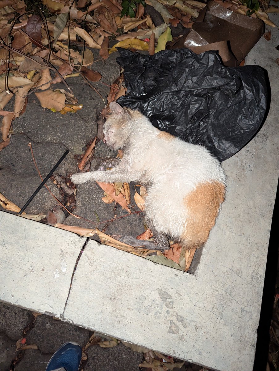 spideurz's tweet photo. TWITTER PLEASE DO YOUR MAGIC 

HELP RT 

temen temen adakah yang di daerah Lenteng agung dan bisa bantu kucing ini, posisi di depan stasiun Lenteng agung, kucing ini ketabrak kemarin dan sampe malem ini masih disini belum ada yang tolong https://t.co/jCxjtkNRvN