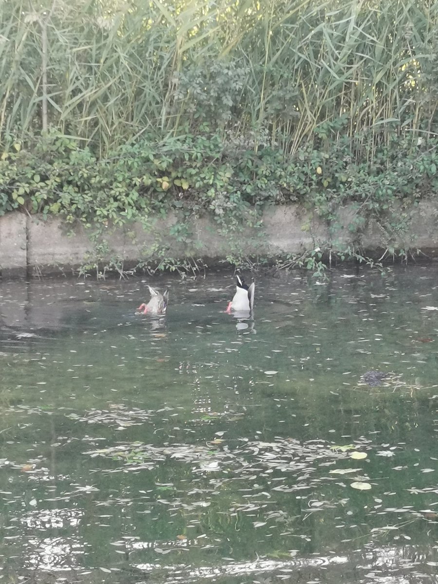 Zazasunflower's tweet photo. Deux CUCULS de canards 🦆 https://t.co/LavHrSwrwe