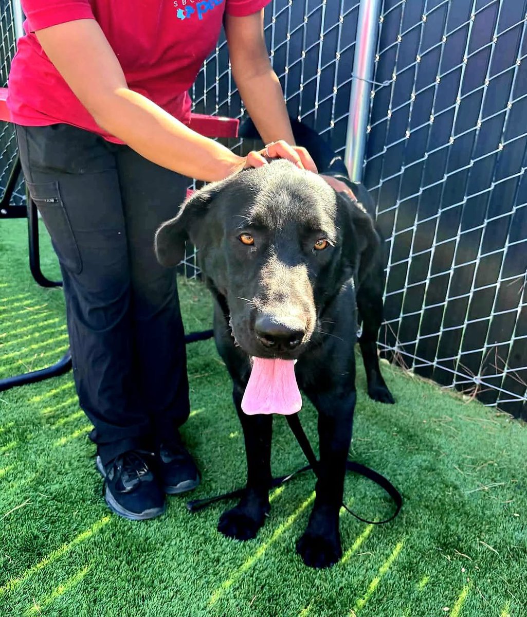 cashsmama08's tweet photo. ‼️BUDIE IS OUT TIME AND WILL BE EUTHANIZED WEDNESDAY!!! HE'S BEEN AT HE SHELTER SINCE AUGUST😥 CAN ANYONE SAVE THIS PRECIOUS BOY?🙏🙏🙏
📍SAN BERNARDINO, CA SHELTER https://t.co/i1zE6SFFt7