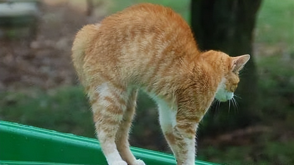 GZLLR2ne's tweet photo. 猫ちゃんが屋根の上で拱嚎して、身体が绷れてる！ https://t.co/TKBvckOYmI