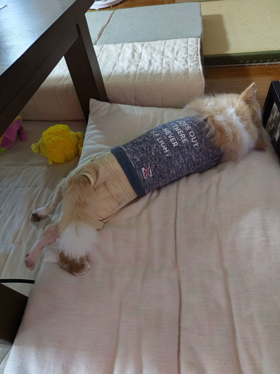 kakoichiko's tweet photo. 散歩166日
雨＆雪58日
サボり73日

雨で散歩行けないから、昨日と今日で犬をシャンプー✨️
一生懸命自分の匂いを擦り付けなおしてた。 https://t.co/M2n0HGpYIe