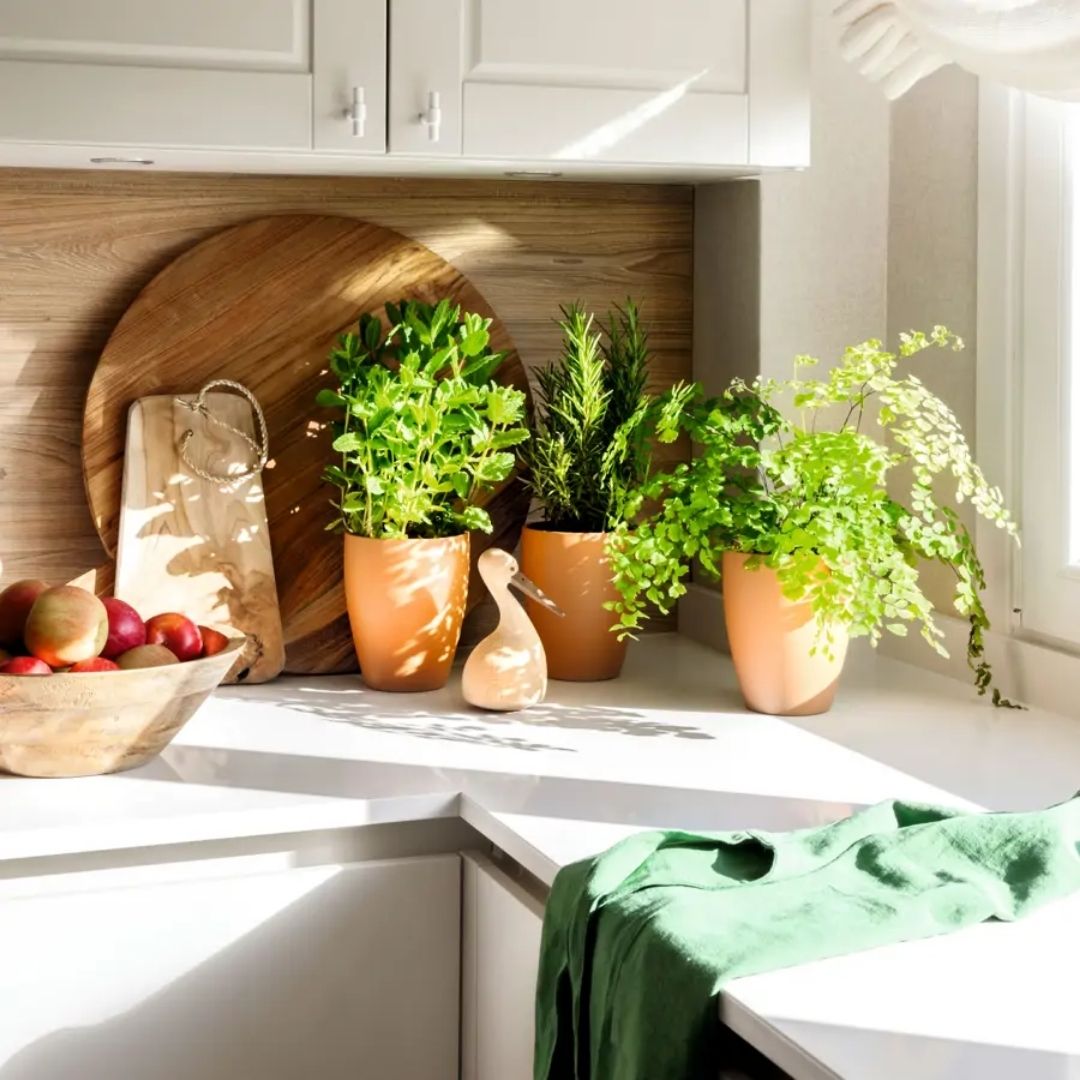 Estampas's tweet photo. #Estampas | Transformar la cocina en un espacio cálido y estético es fácil con plantas aromáticas y ornamentales. 🌿✨ Colocar macetas de cerámica o repisas o sobre la encimera le da vida a las esquinas, suaviza las líneas del mobiliario y le brinda un aire acogedor. #Hogar https://t.co/otNDUs7whX