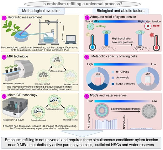 JPlantEcol's tweet photo. 【🎉Latest accepted article】
Rethinking post-drought hydraulic recovery: from consensus to controversy and mechanistic insights into #embolismrefilling
#positivexylempressure | #high_resolutionimaging | #ethylene
@iLZU1909 @StudyatZJNU @MaximumAcademic
https://t.co/SlEhvzPgwu https://t.co/9MecOFgFSA