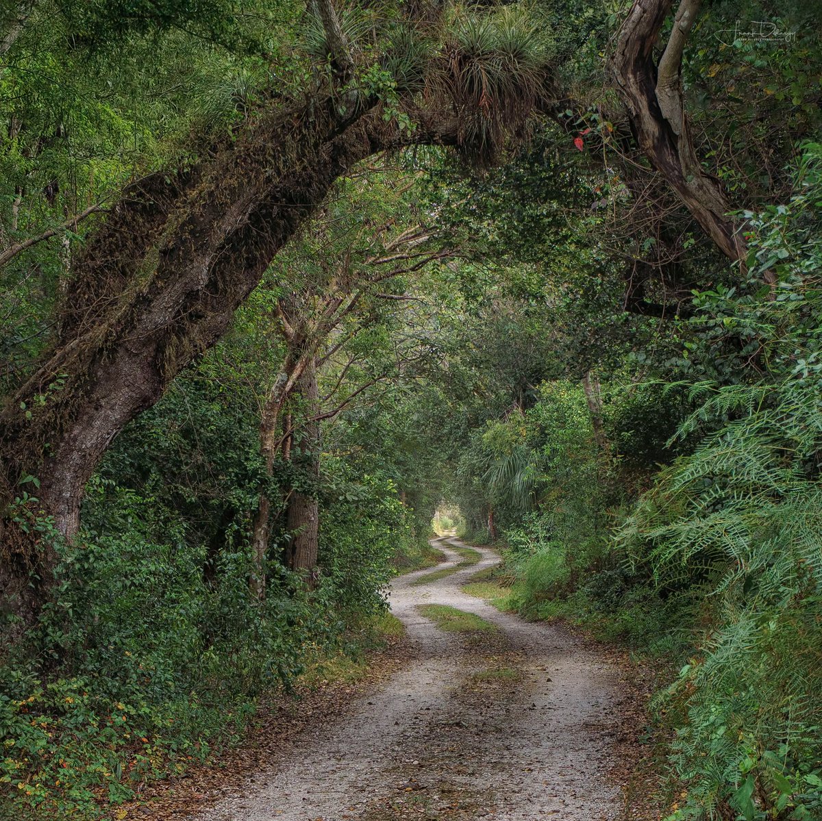 yesjimstheman's tweet photo. Everglades, Frank Delargy!🤩 https://t.co/jD44ayOXpX
