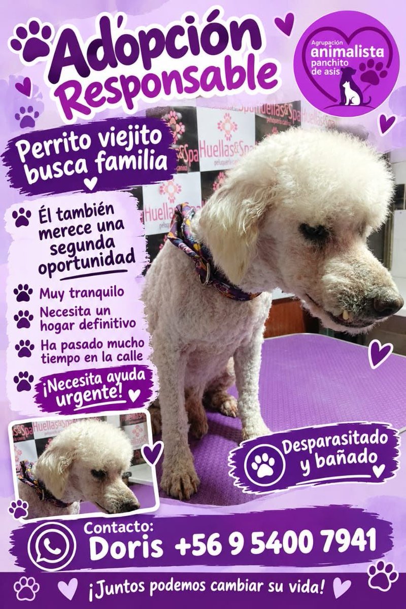 eltuitdemarsh's tweet photo. ¿Ayudamos difundiendo a este lindo viejito para que encuentre un hogar para siempre?
#Maipú https://t.co/Xt7mQ0GlfZ