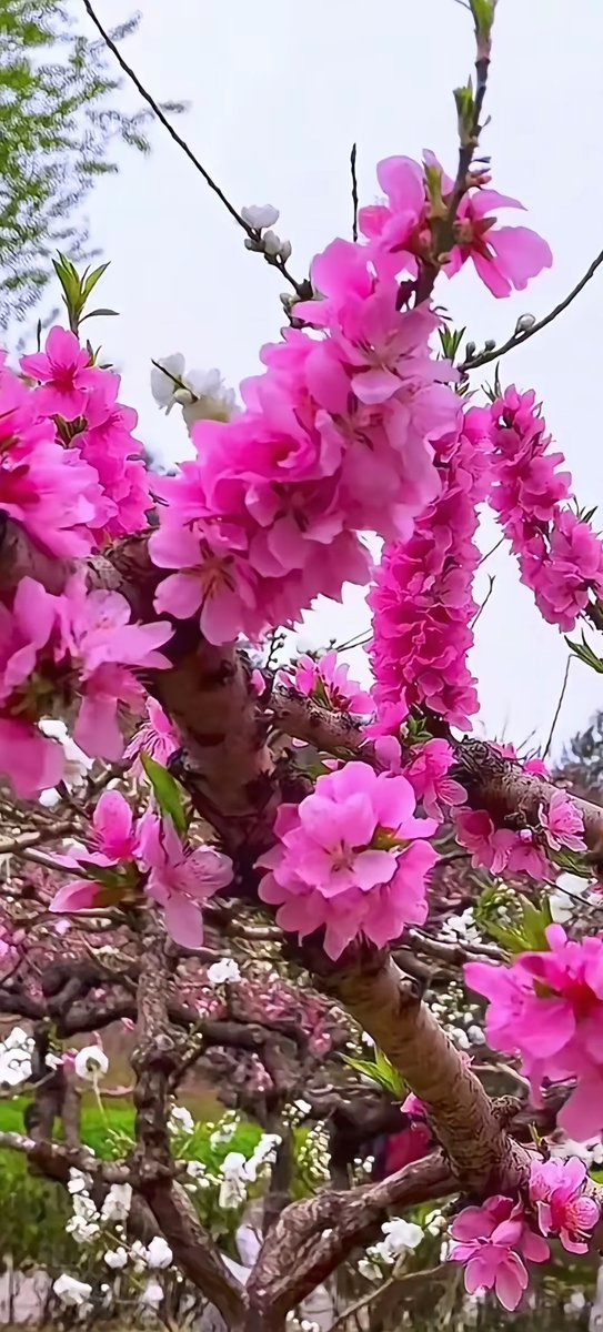 iocmtf's tweet photo. [瞎敌慕桃]をテーマにした春のイメージ、柔らかいピンク色の花が咲く風景です。 https://t.co/HYqZDnVnkH