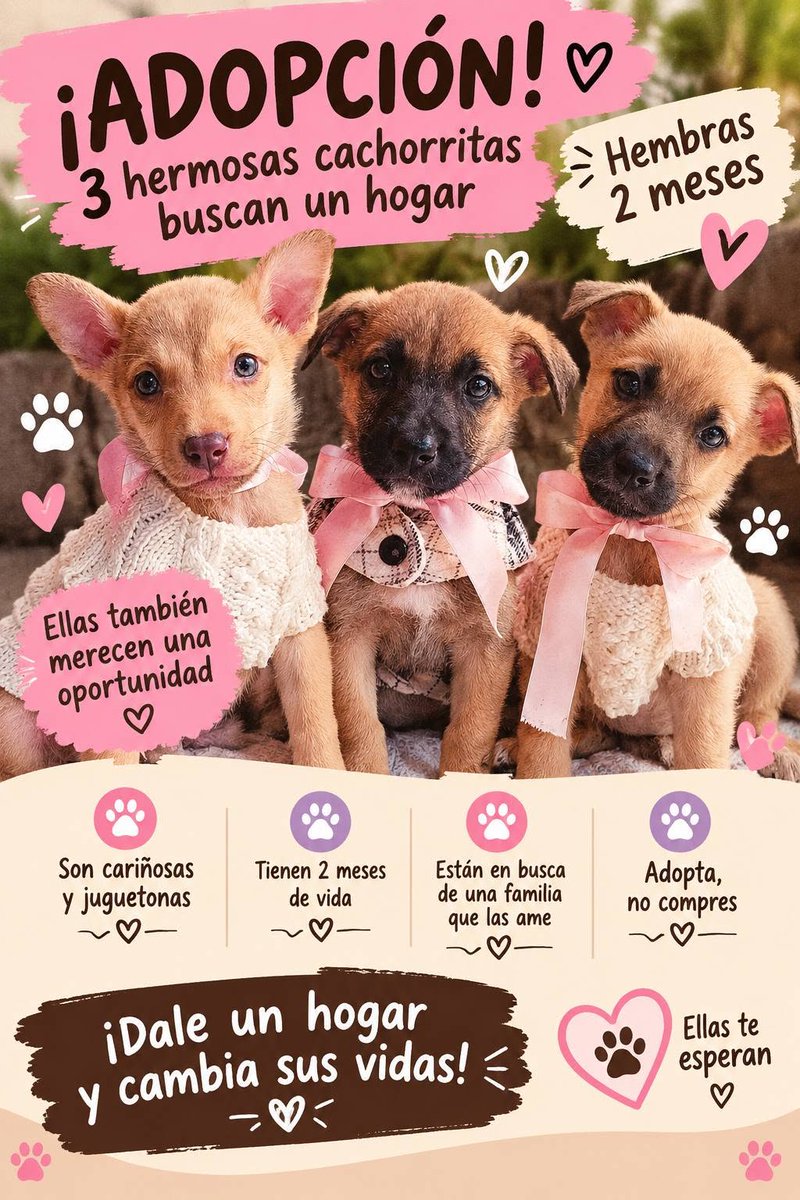 eltuitdemarsh's tweet photo. Lindas cachorritas, de 2 meses, en adopción responsable. Si deseas darles hogares, con compromiso de seguimiento, comunícate al +56974208923. Favor RT!
#Pichilemu https://t.co/hRMyz6UeRn