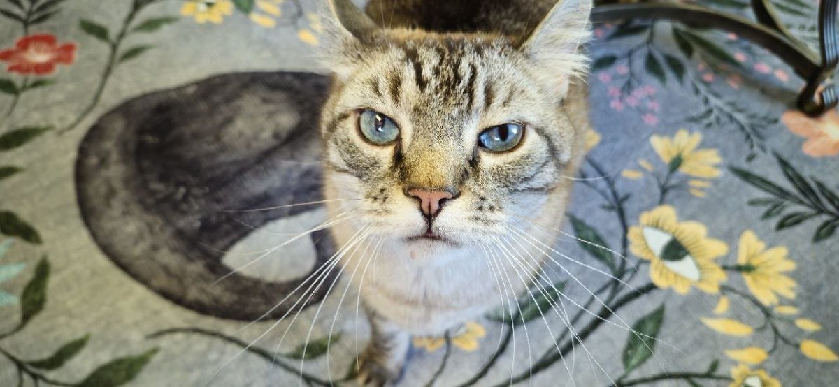 Catfood4Basecat's tweet photo. Donation #2 delivered 🐱🥫

$40 to Cocoa Kitties, a 501(c)(3) cat rescue in Pennsylvania caring for 39 cats right now.

Some came in with FIV, one is missing an eye, one was dragged by a dog. They rescue, heal, spay/neuter and find every kitty a loving home 💙

Thank you Kendra and the whole Cocoa Kitties team for what you do.

Receipts + video on our website later today.

Every Catfood trade helps fill the next bowl.