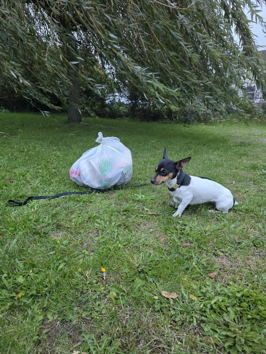 roriain's tweet photo. Two short strolls and #litter picks with Luna ๐พ. Clogrennan wood followed by Pollerton rd. More challenging weather. #LeaveNoTrace #lovewhereyoulive #lovewhereyouwalk #pawsonplastic https://t.co/xati1wVmYG