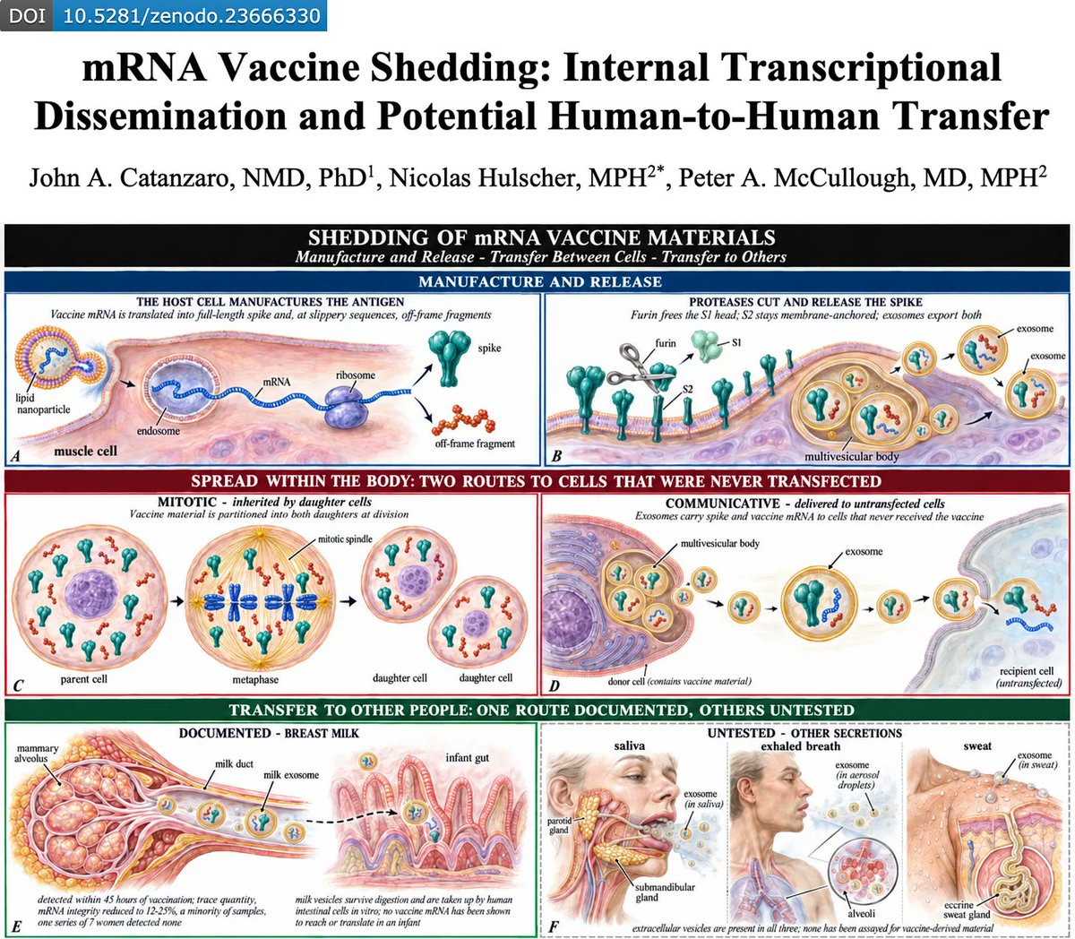 P_McCulloughMD's tweet photo. BREAKING: New Paper Reveals How mRNA Vaccine Materials Could Spread From Vaccinated to Unvaccinated People

We identified two distinct forms of mRNA vaccine shedding: internal transcriptional spread and potential human-to-human transfer.  Vaccine spreads internally and potentially externally to others.   @NicHulscher @Docjohnc @McCulloughFund @neo7bioscience https://t.co/8Re0GdiUmz