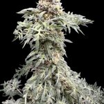 Photo by TERPYZ MUTANT GENETICS (@TerpyzGenetics)